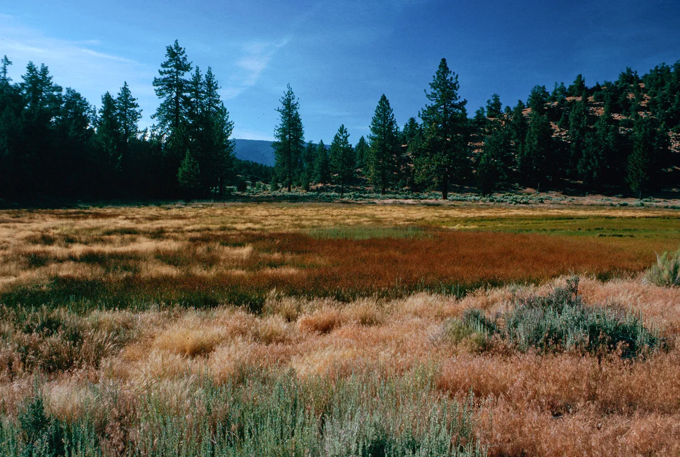 brown=Eleocharis, meadow #3, looking North, Yellowjacket Campground