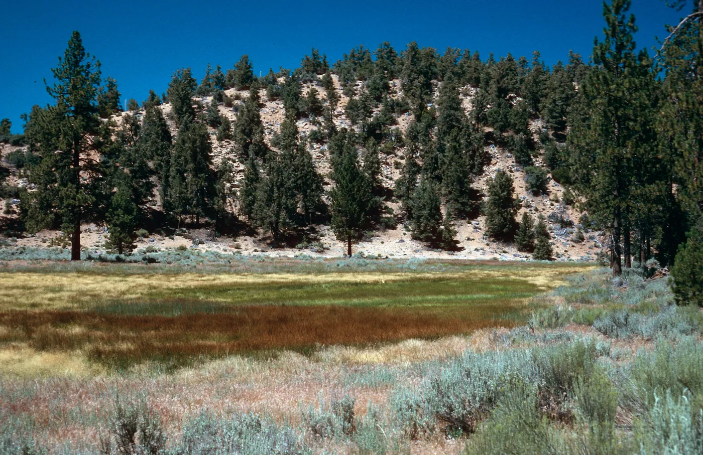 brown=Eleocharis, meadow #3, looking North, Yellowjacket Campground
