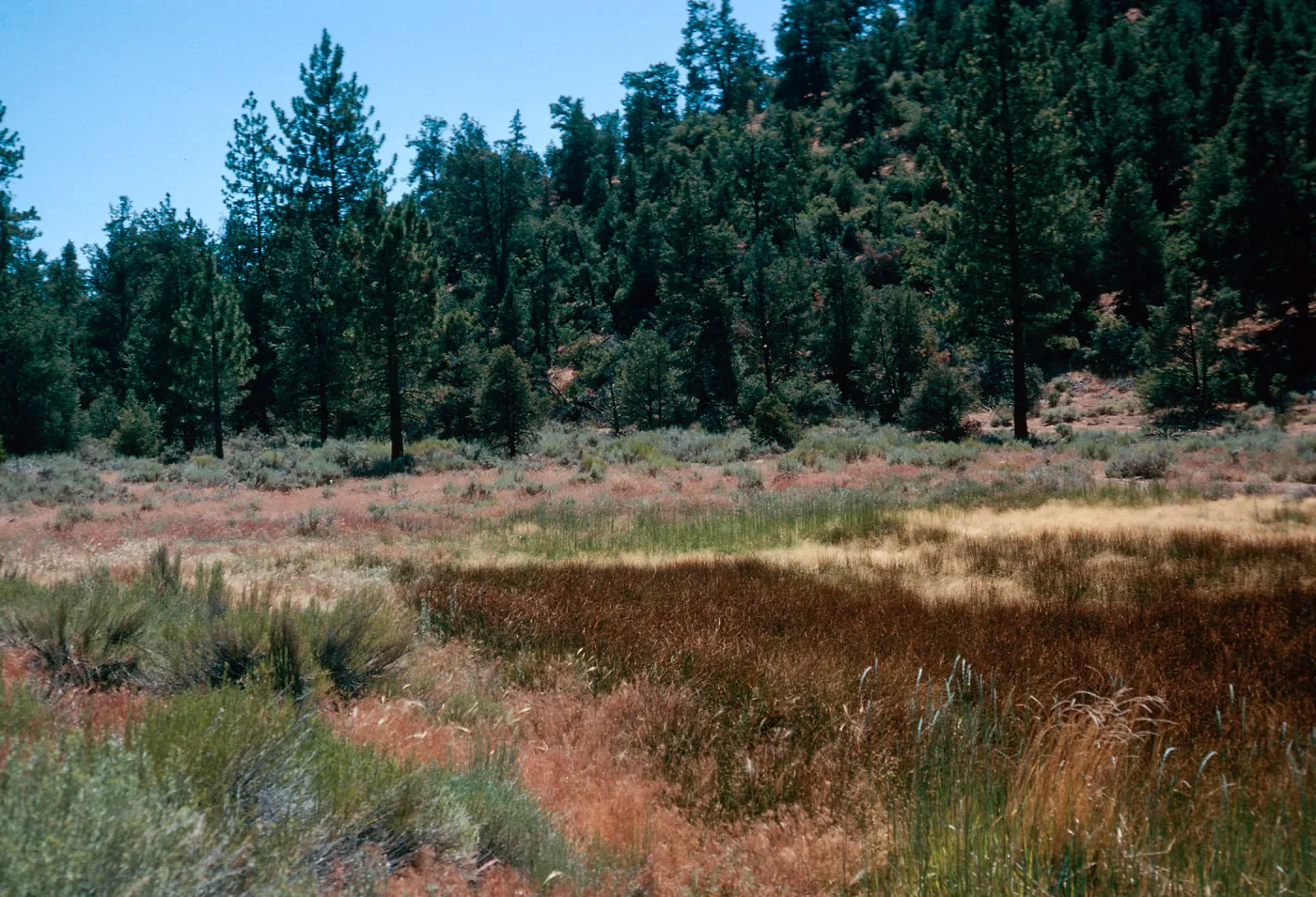 brown=Eleocharis, meadow #3, looking West, Yellowjacket Campground