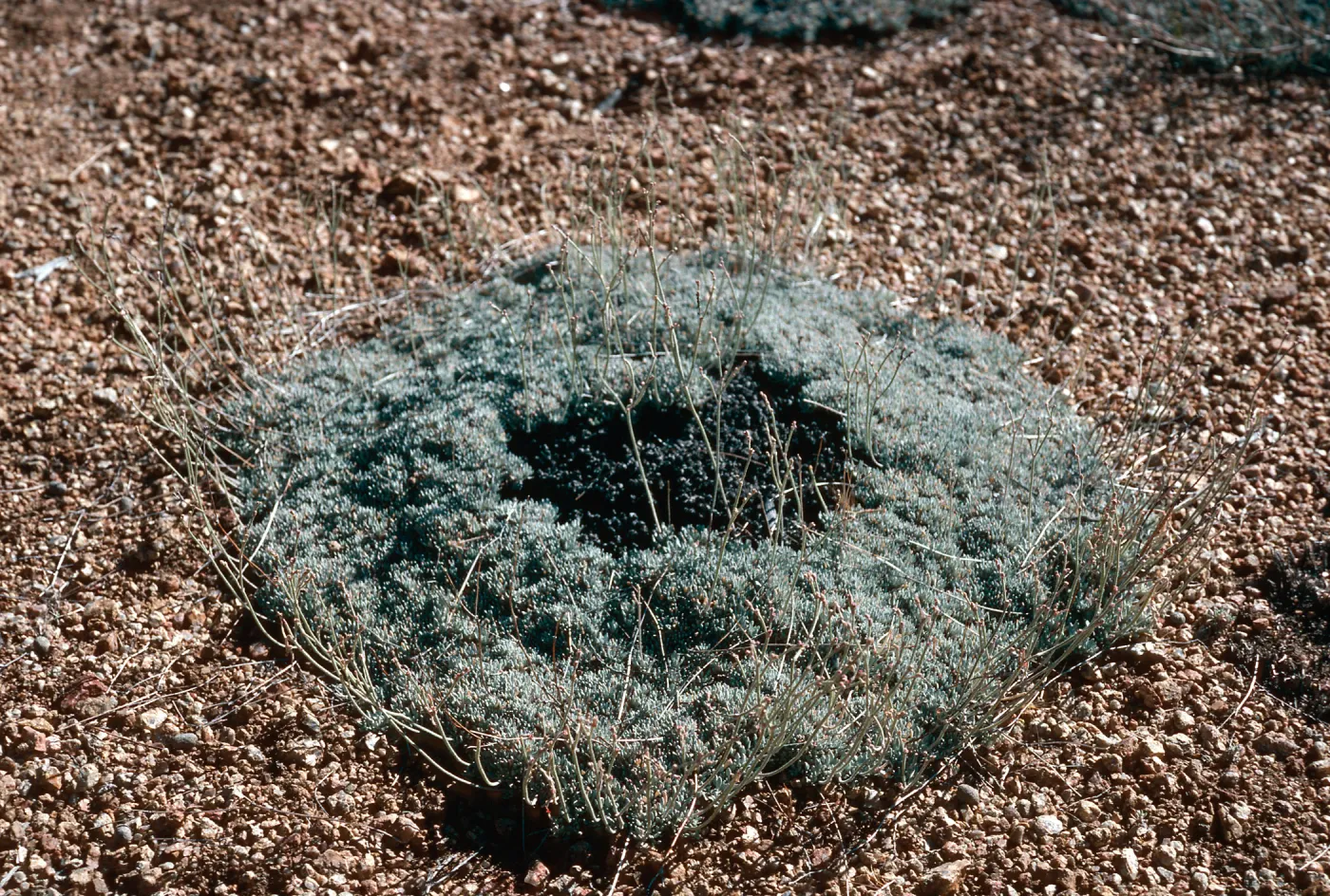 Eriogonum wrightii, North arm of meadow #3, Yellowjacket Campground
