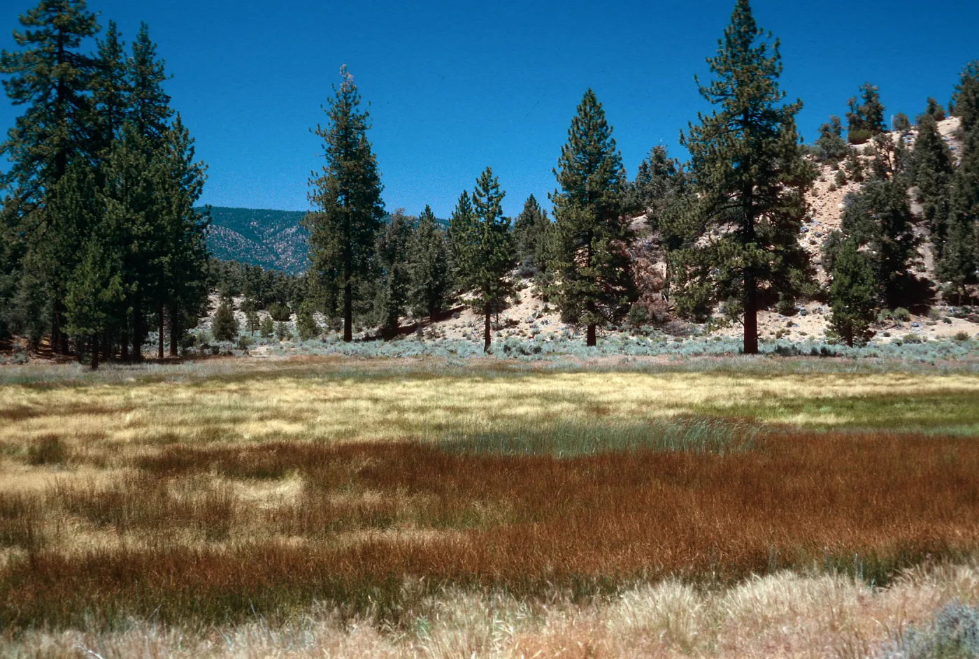brown=Eleocharis, meadow #3, looking North Yellowjacket Campground