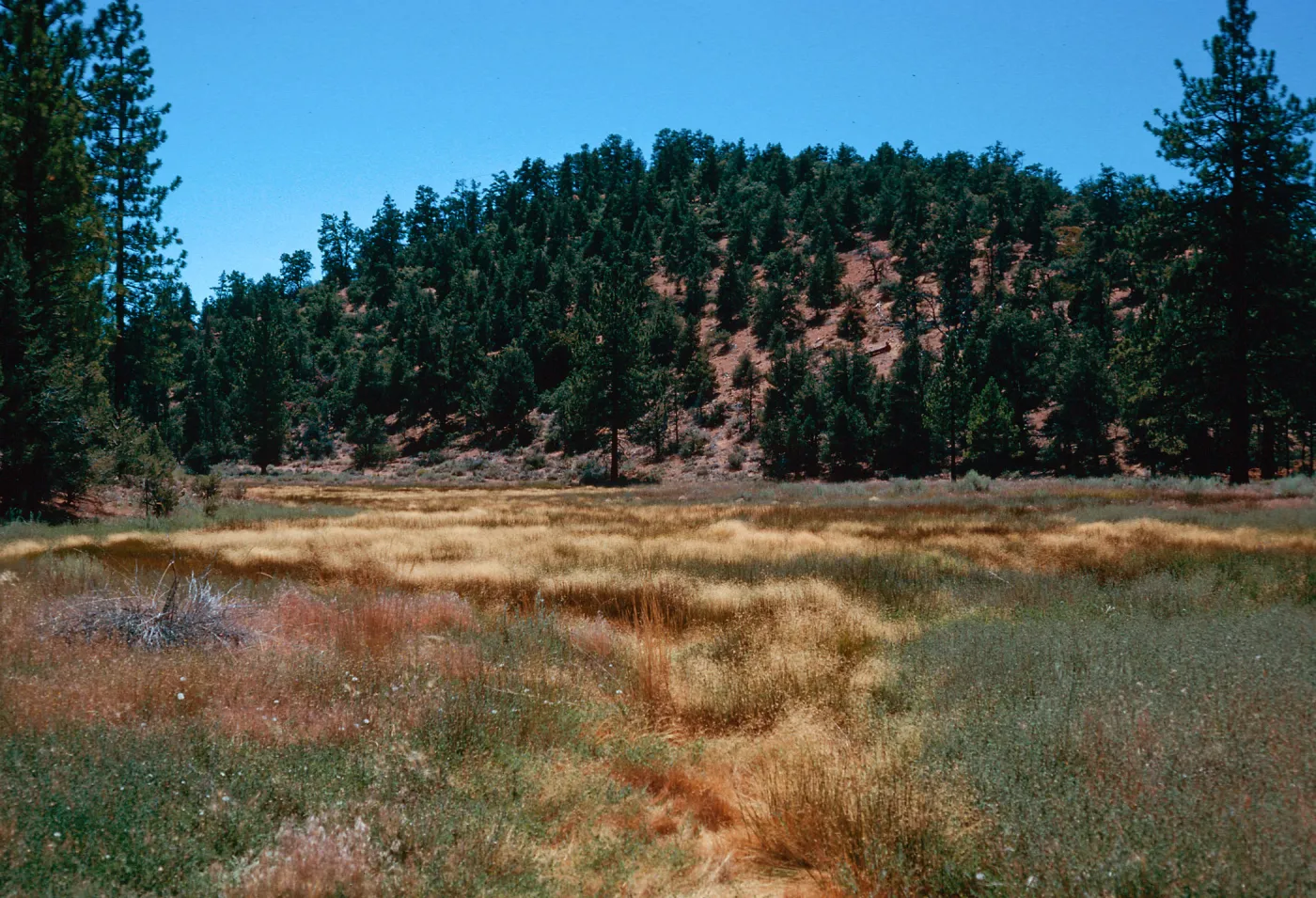 tan=Deschampsia danthonioides, meadow #3, looking West, Yellowjacket Campground