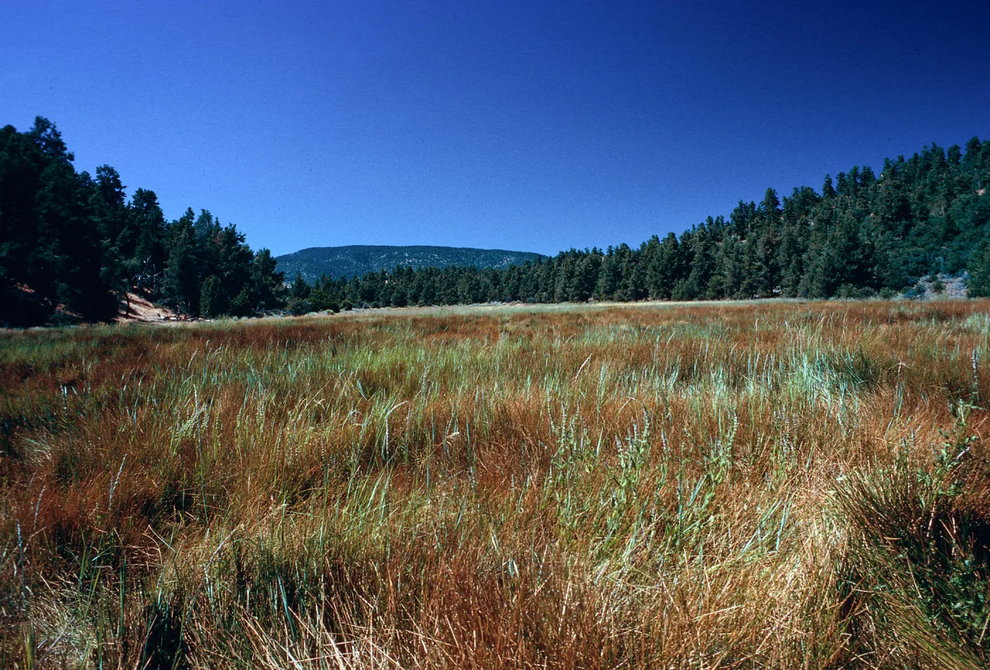 meadow #4, Yellowjacket Campground