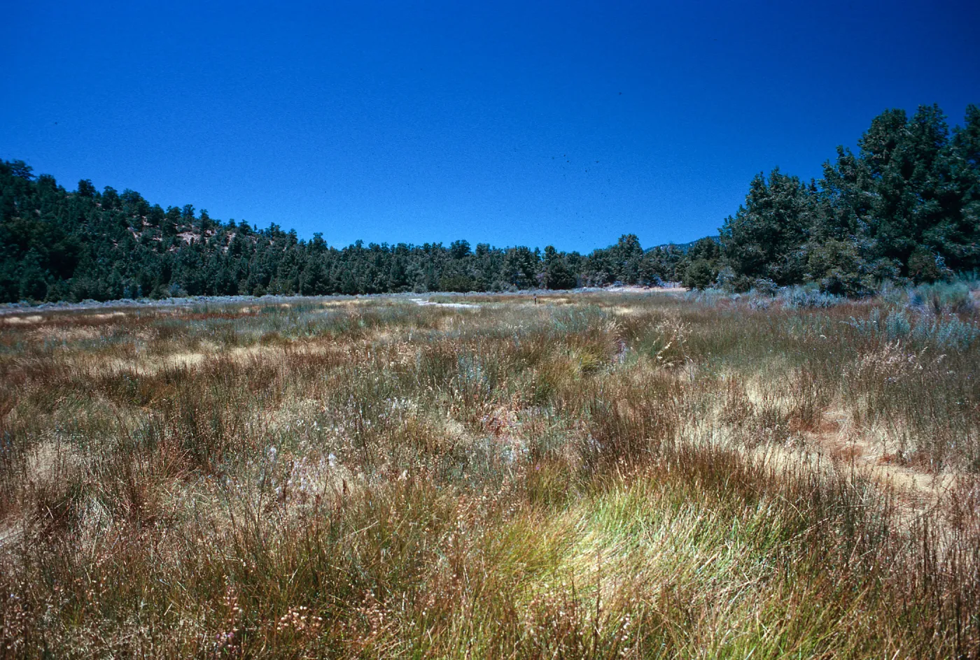 meadow #4, looking East, Yellowjacket Campground