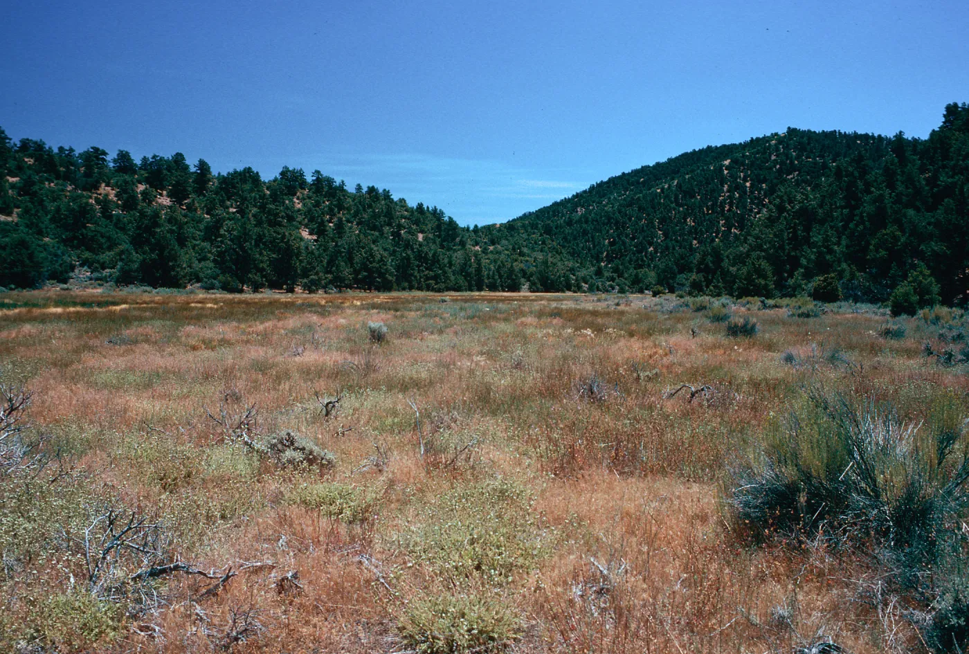 meadow #4, looking East, Yellowjacket Campground