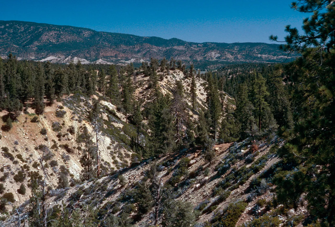 West end of Yellowjacket Trail, Yellowjacket Campground