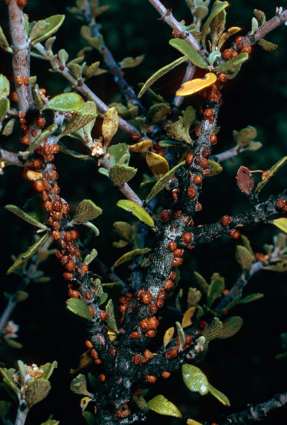 scale insects on Ceanothus (California Lilac), Yellowjacket Campground
