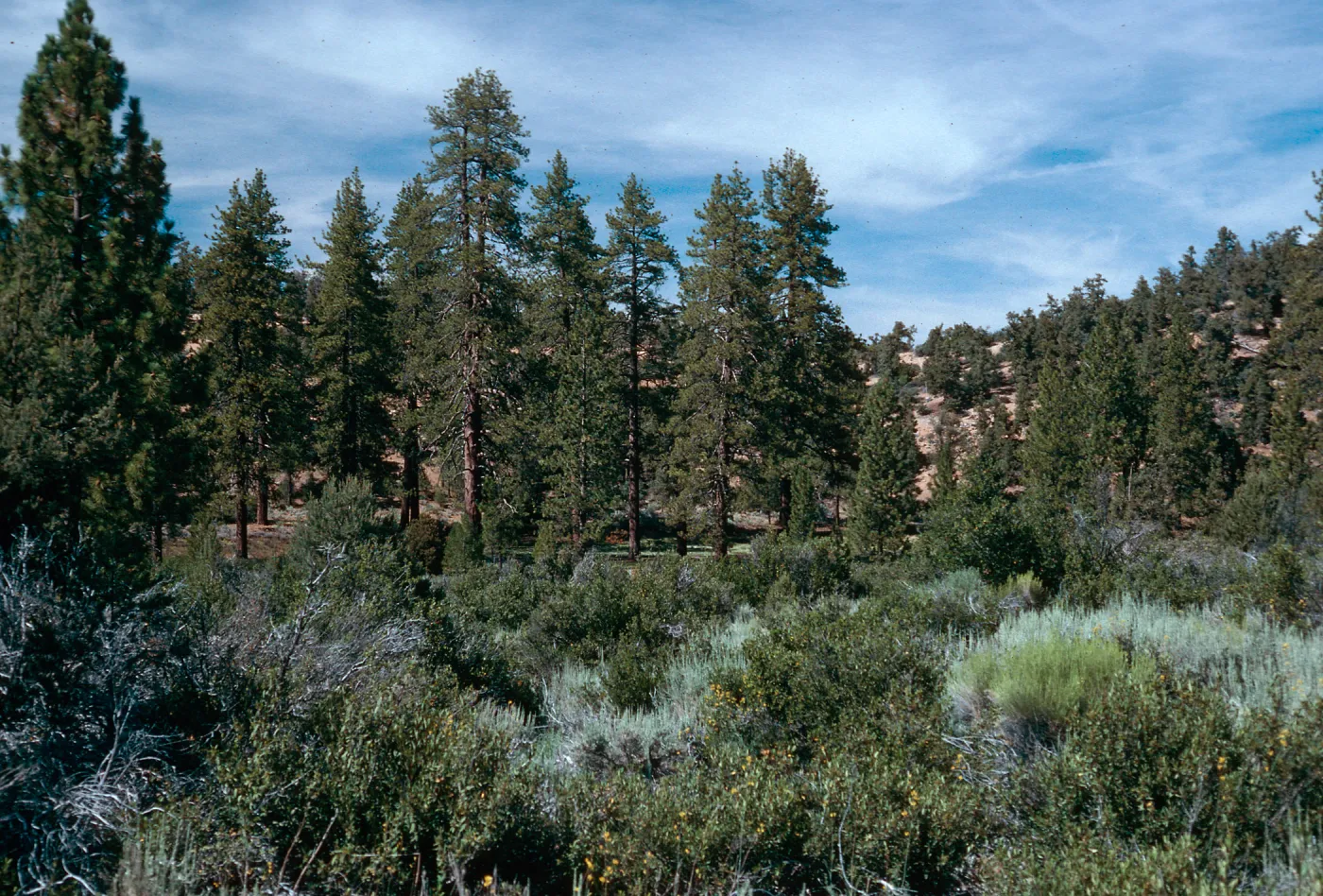 Yellowjacket Campground