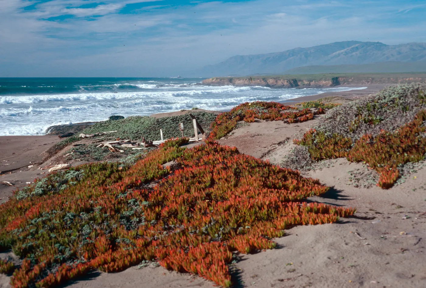 just North of Point Piedras Blancas lighthouse, San Luis Obispo County