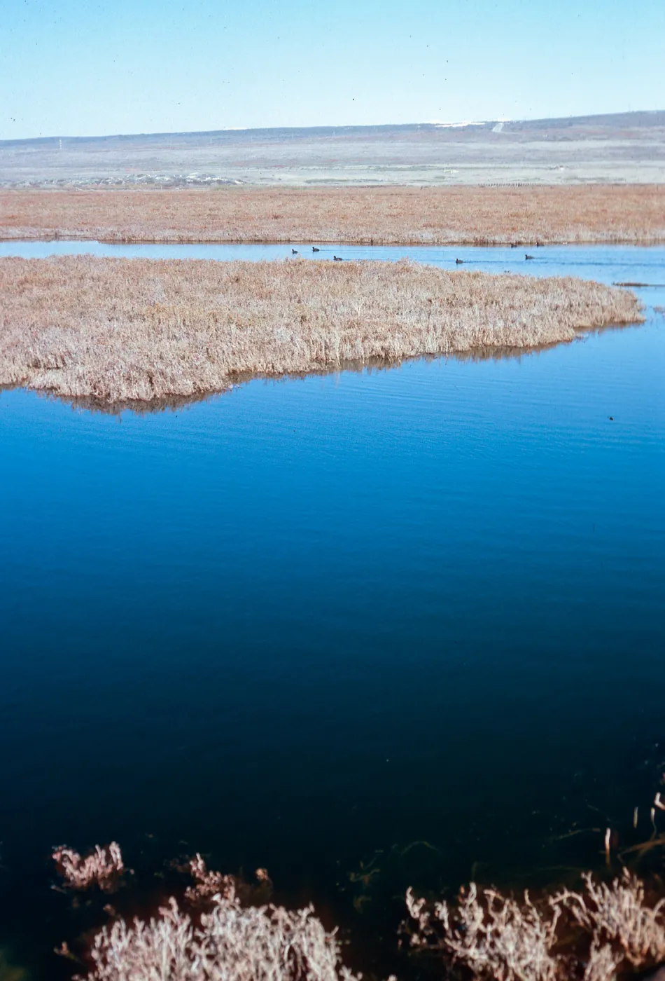 Surf, salt marsh at Ocean Park, Santa Ynez River, Santa Barbara County