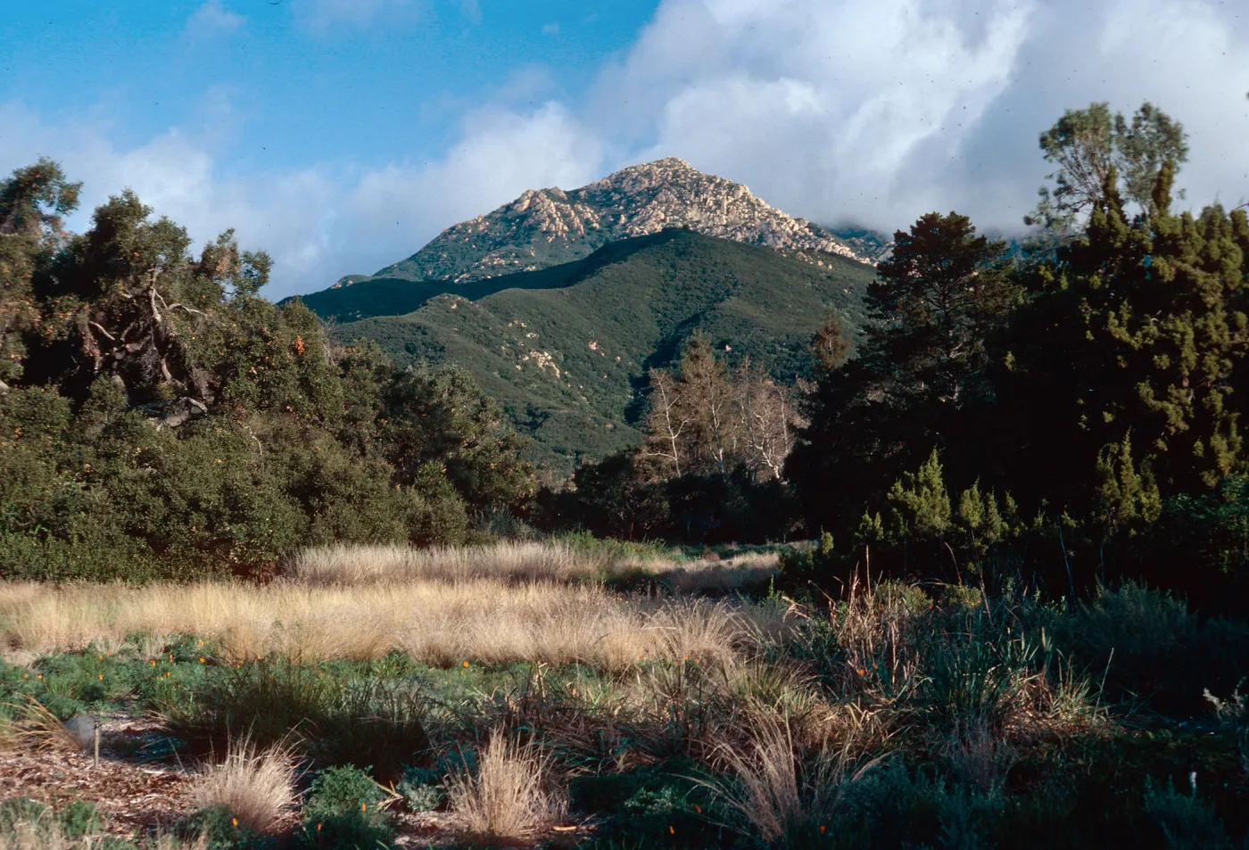 meadow, Santa Barbara Botanic Garden, Santa Barbara County
