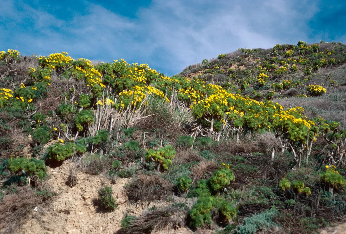 Coreopsis gigantea, Point Sal, Santa Barbara County