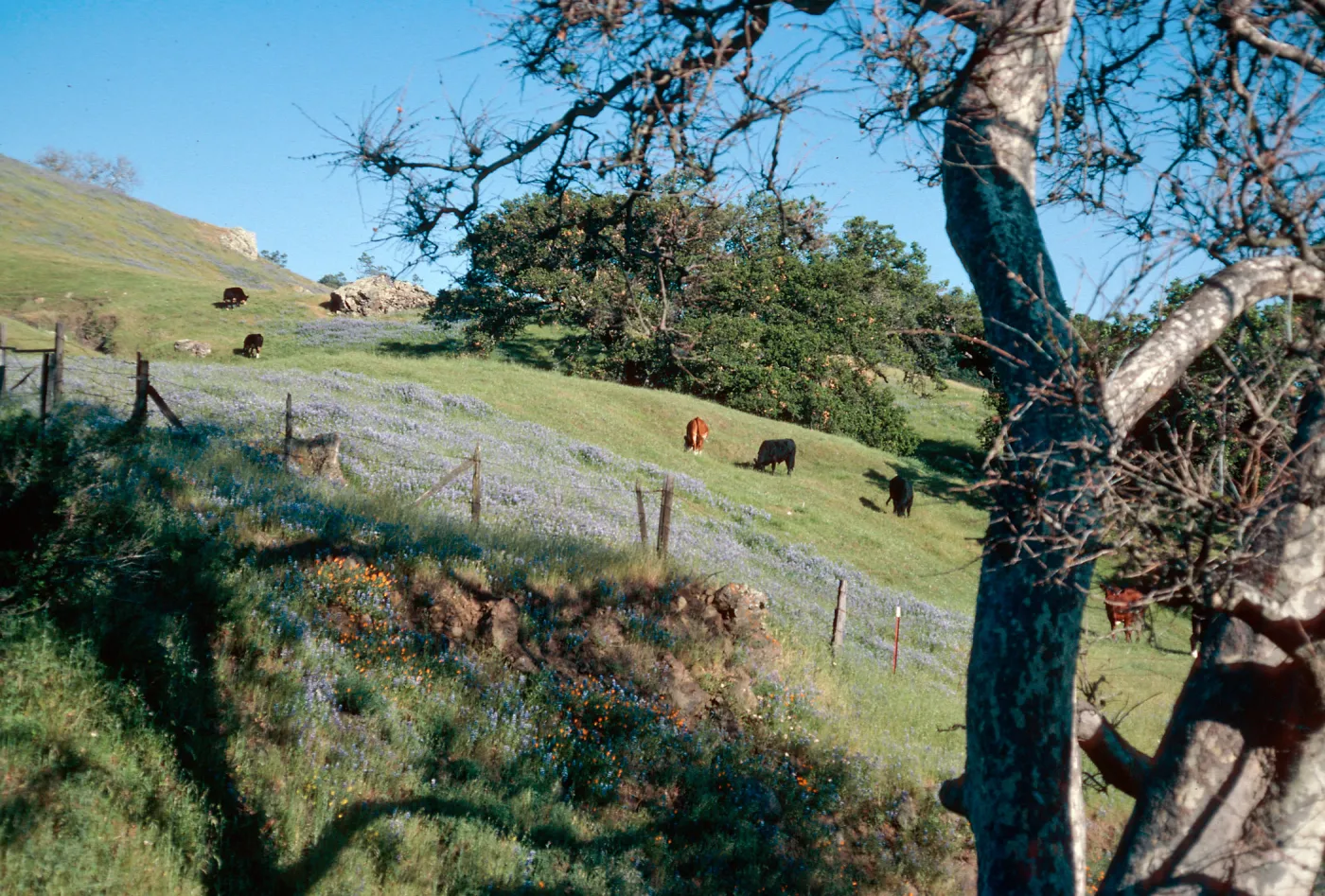 San Luis Obispo County