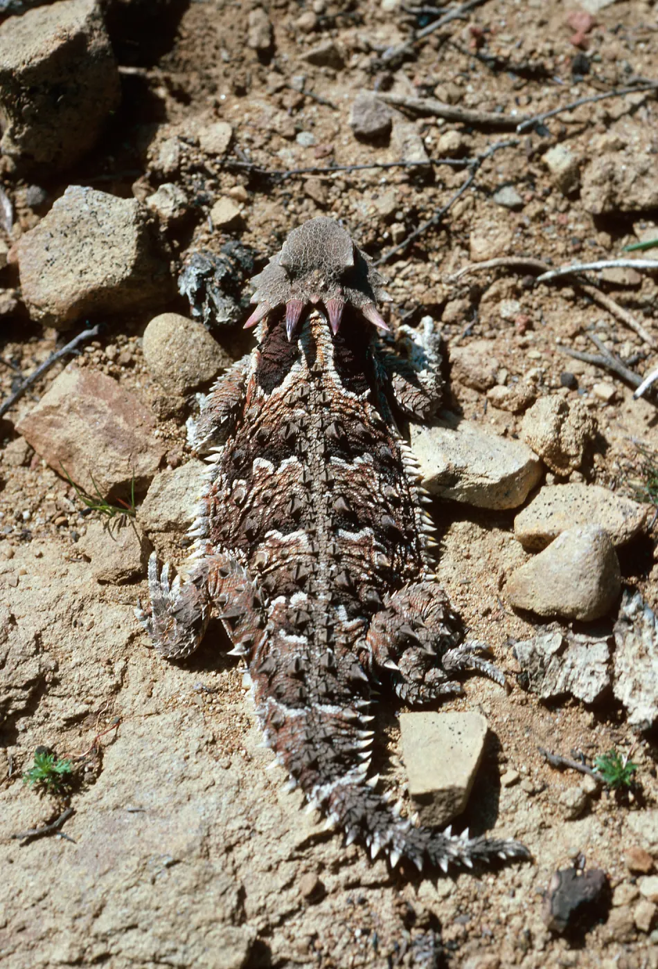 Horned Lizard, Lake Cachuma burn, Santa Barbara County