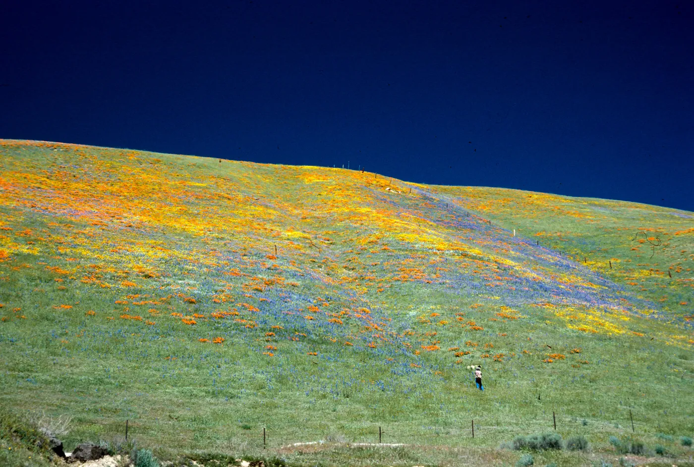 Gorman