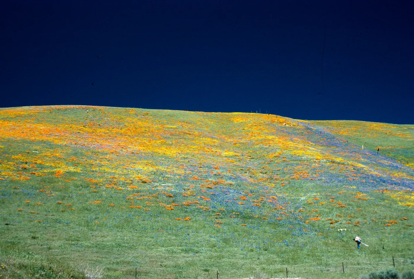Gorman