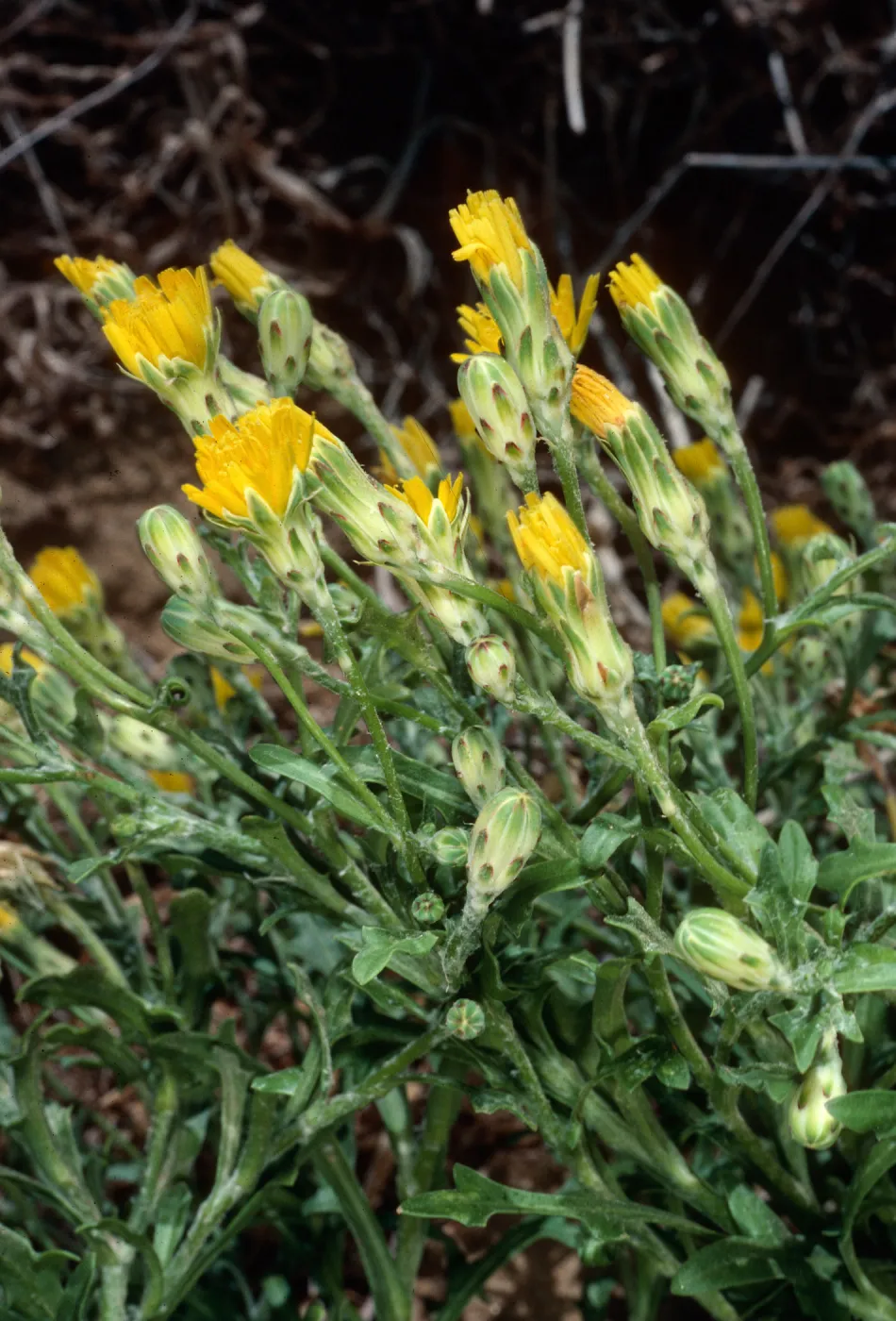San Nicolas Island