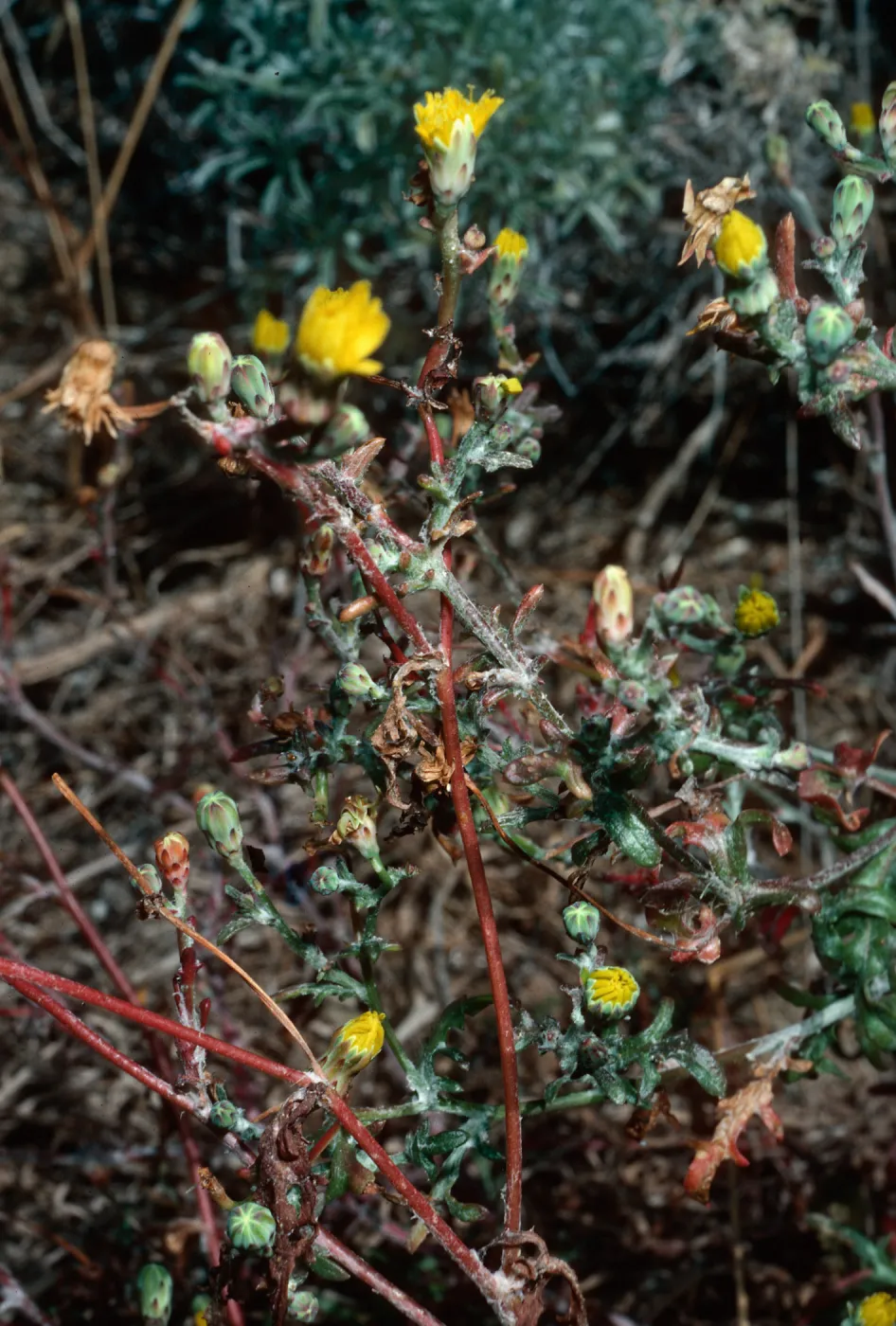 San Nicolas Island