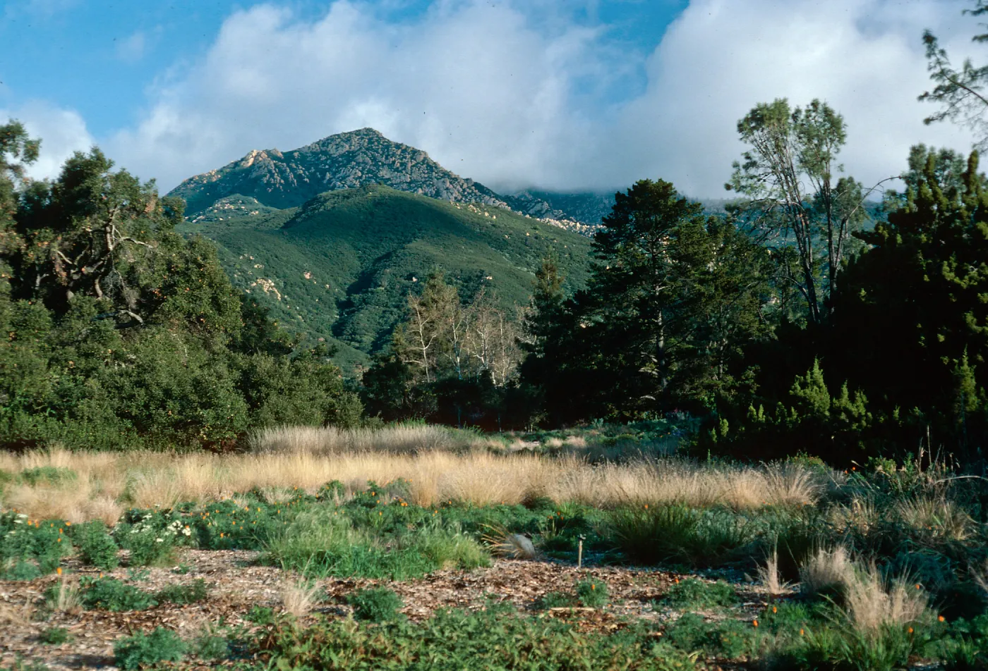 meadow, Santa Barbara Botanic Garden