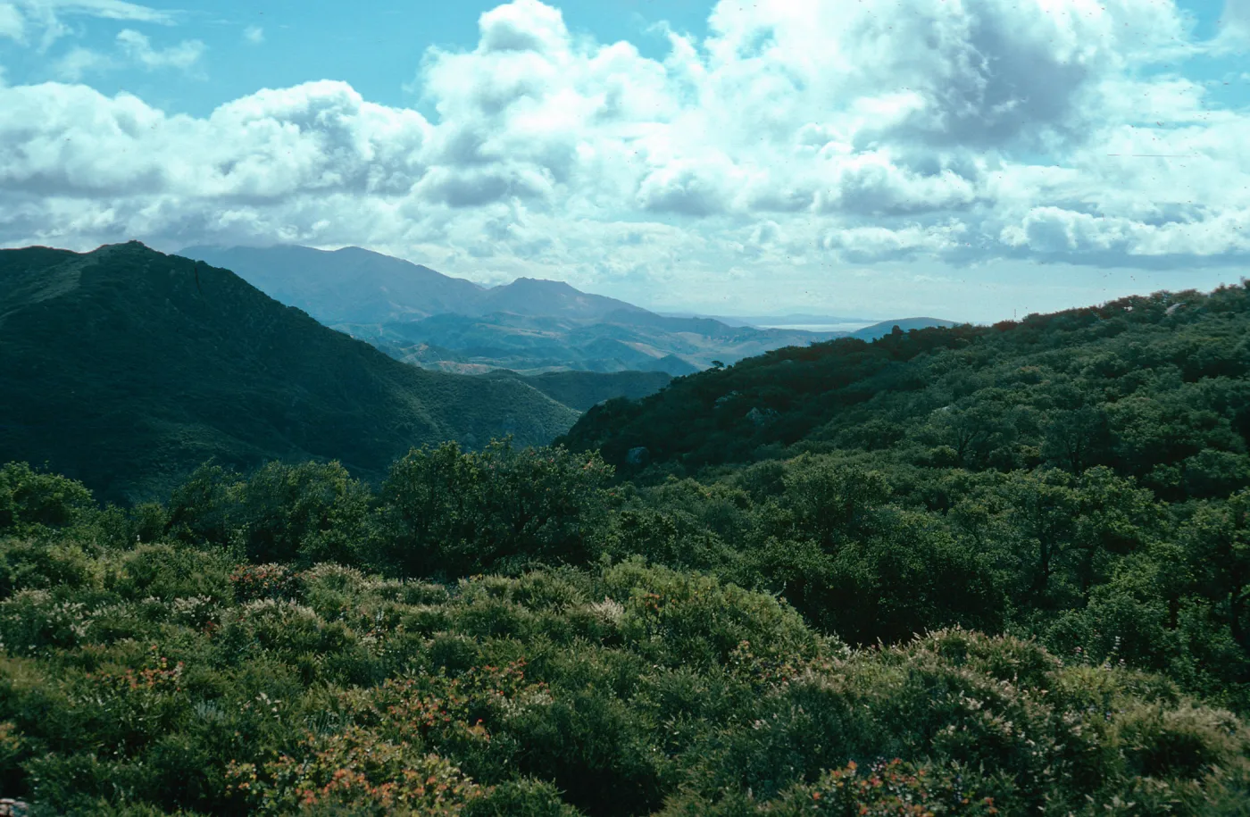 Chaparral, San Augustine Canyon, Hollister Ranch, Santa Barbara County