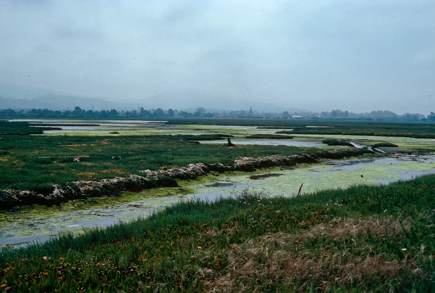 Carpinteria Slough, Santa Barbara County
