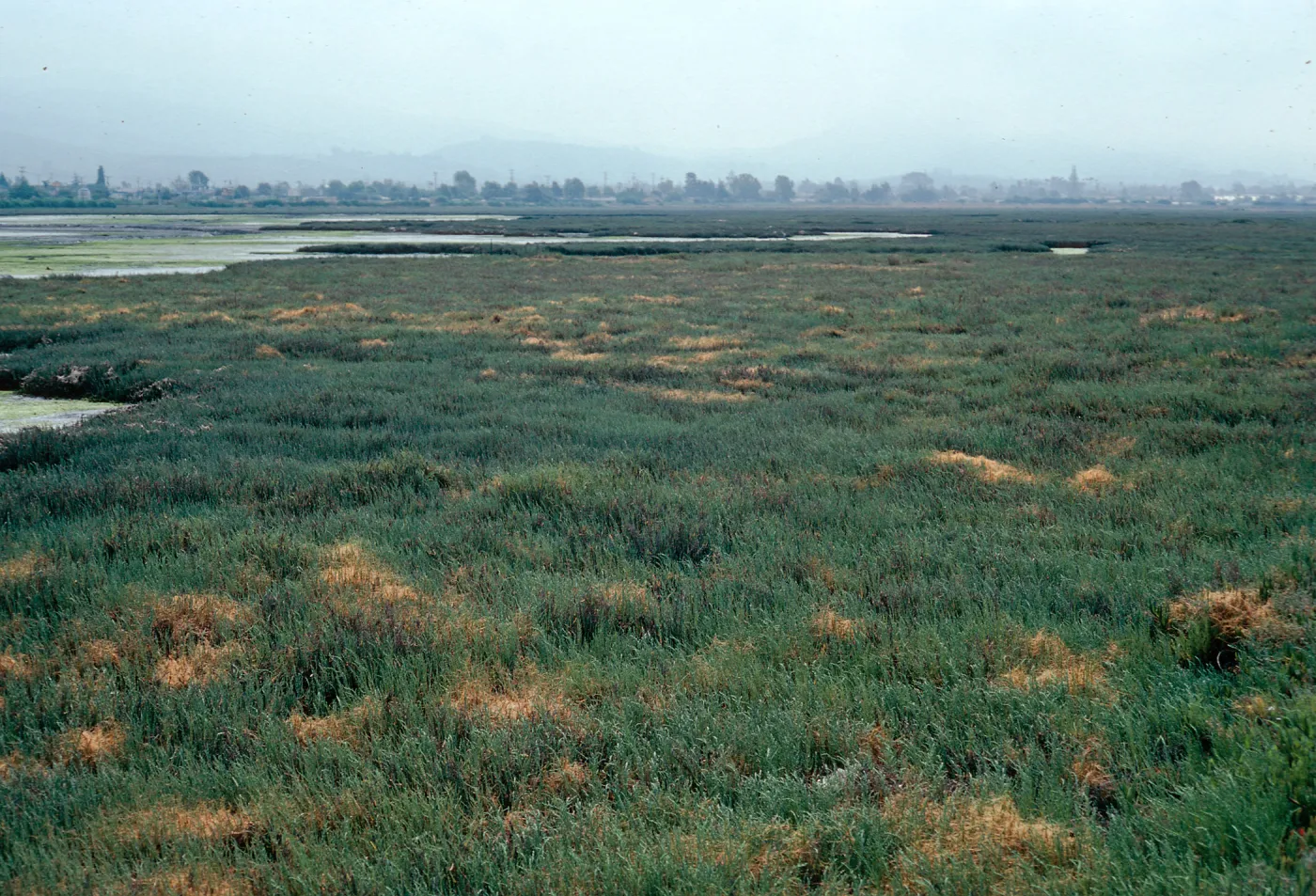 Carpinteria Slough, Santa Barbara County
