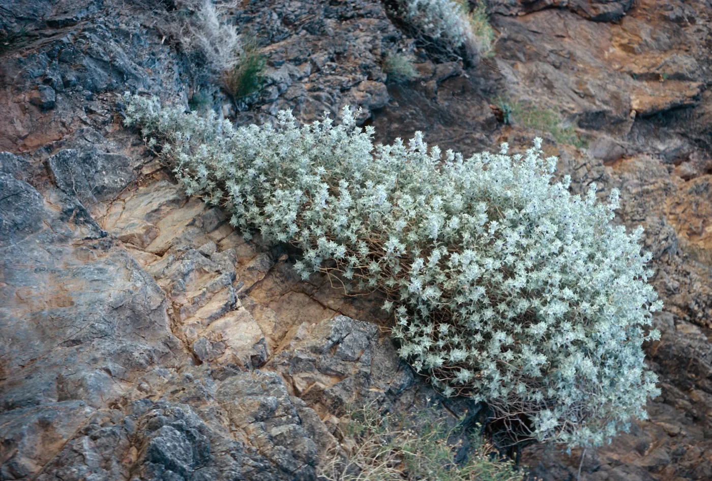 Salvia funerea (Death Valley Sage)