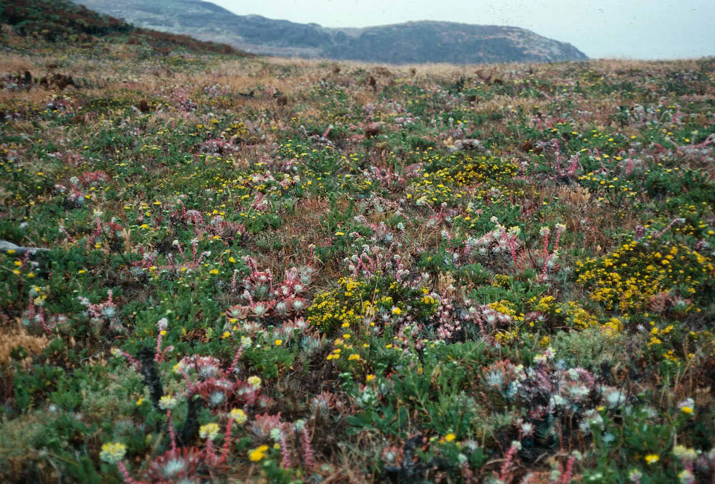 terrace, near campground, East Anacapa Island