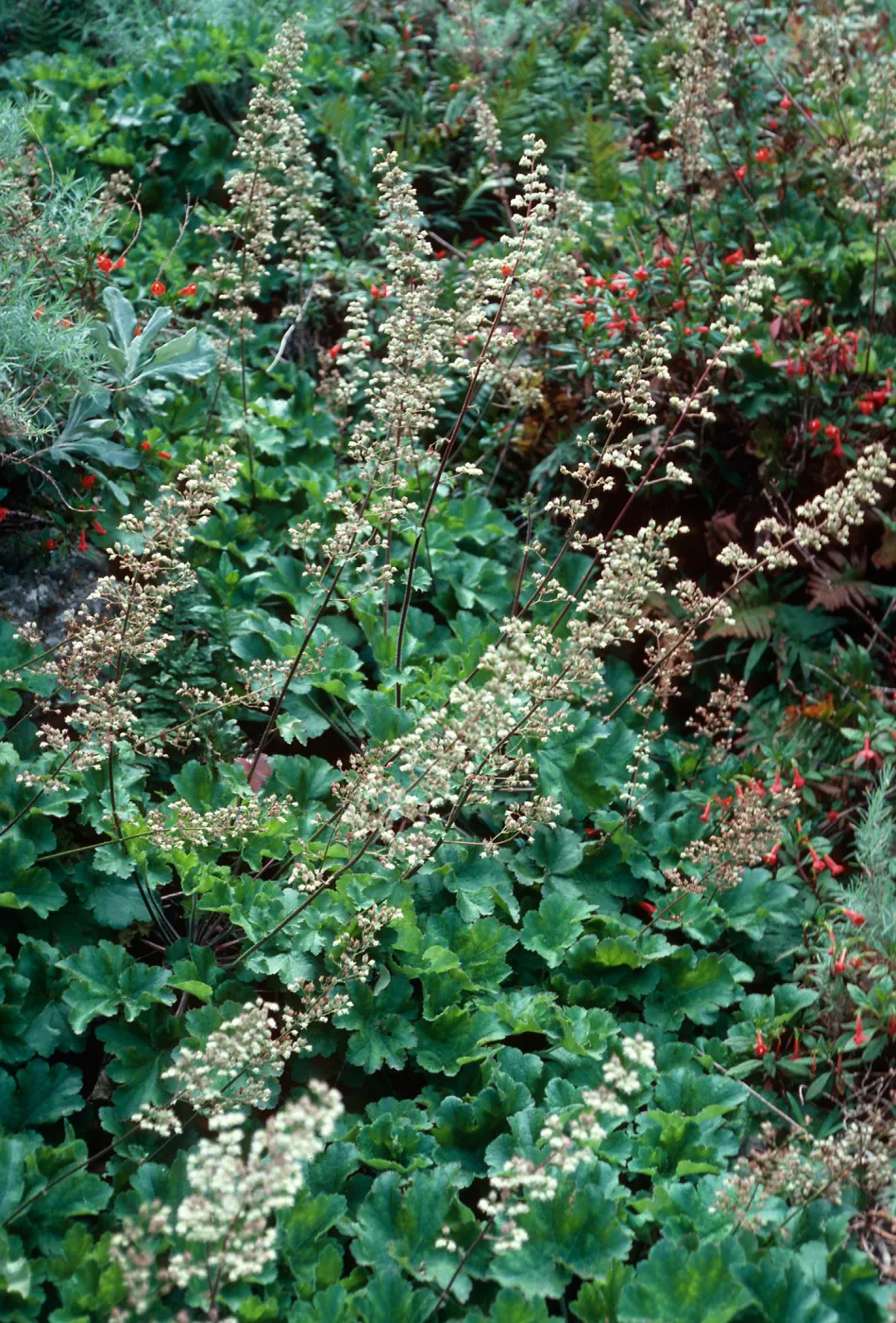 Heuchera maxima, upper West fork of Summit Canyon, West Anacapa Island