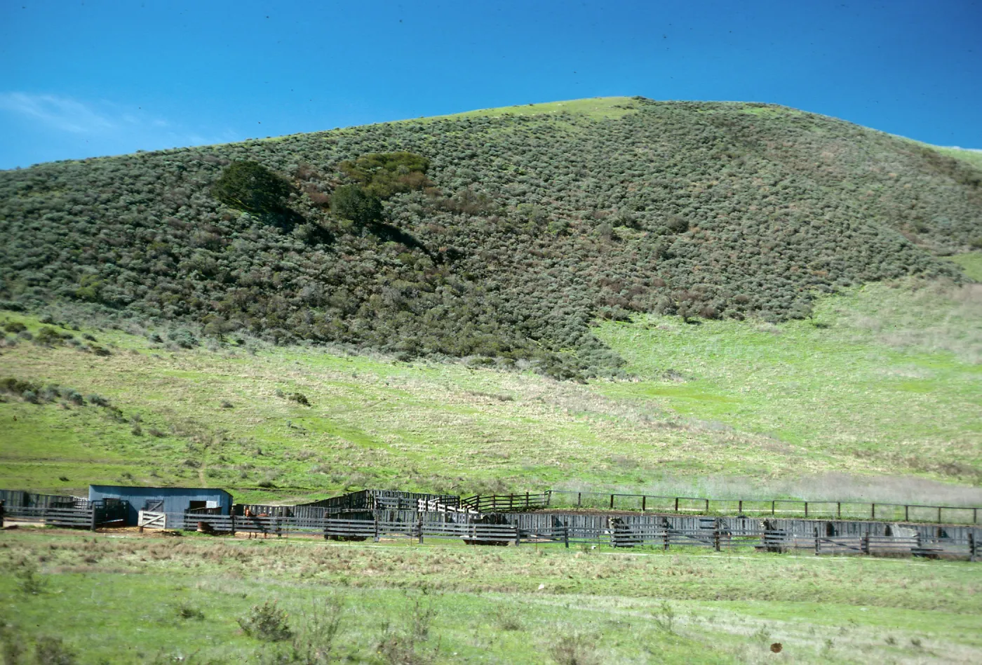 Coasal Sage--Grassland, Highway 1, South of Lompoc, Santa Barbara County