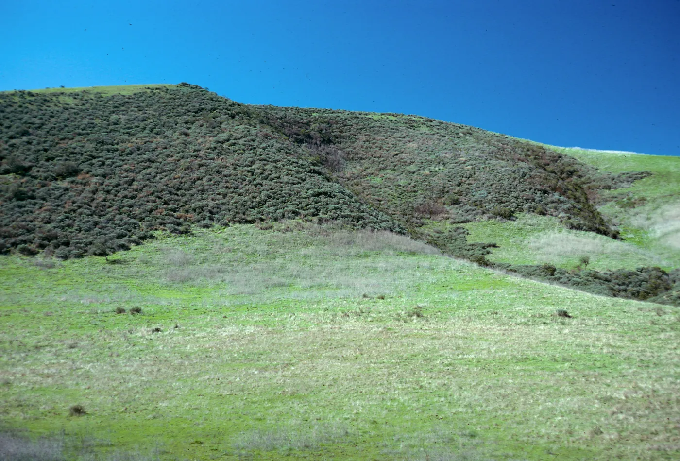Coasal Sage--Grassland, Highway 1, South of Lompoc, Santa Barbara County
