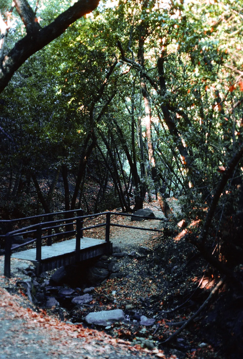 Umbellularia Woodland, trail to falls, Nojoqui Falls County Park, Santa Barbara County