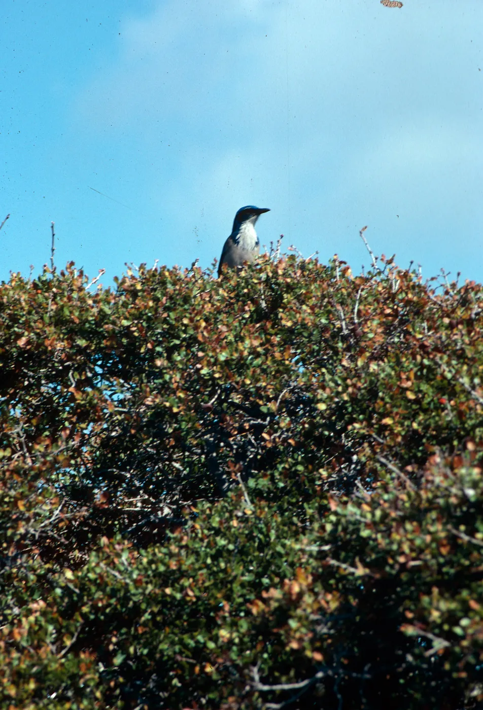 Jay, South ridge, Santa Cruz Island