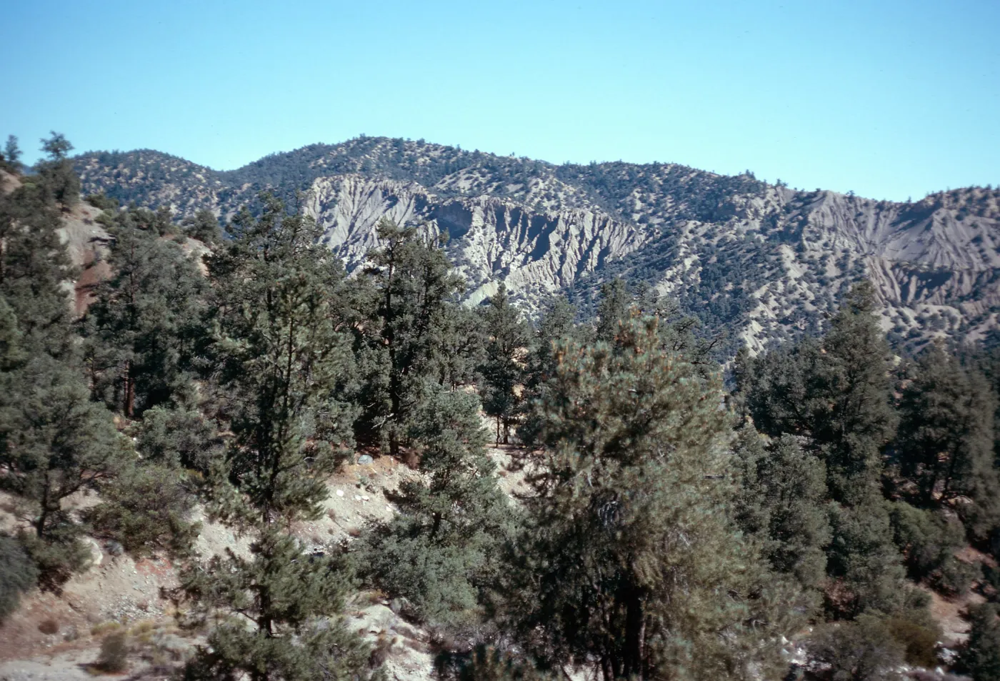 Pinus monophylla, Lockwood Valley, San Emigdio Mountains, Ventura County