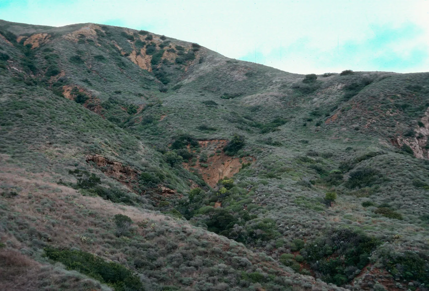 Coastal Sage Scrub, offshore slopes, East of Valley Anchorage, Santa Cruz Island