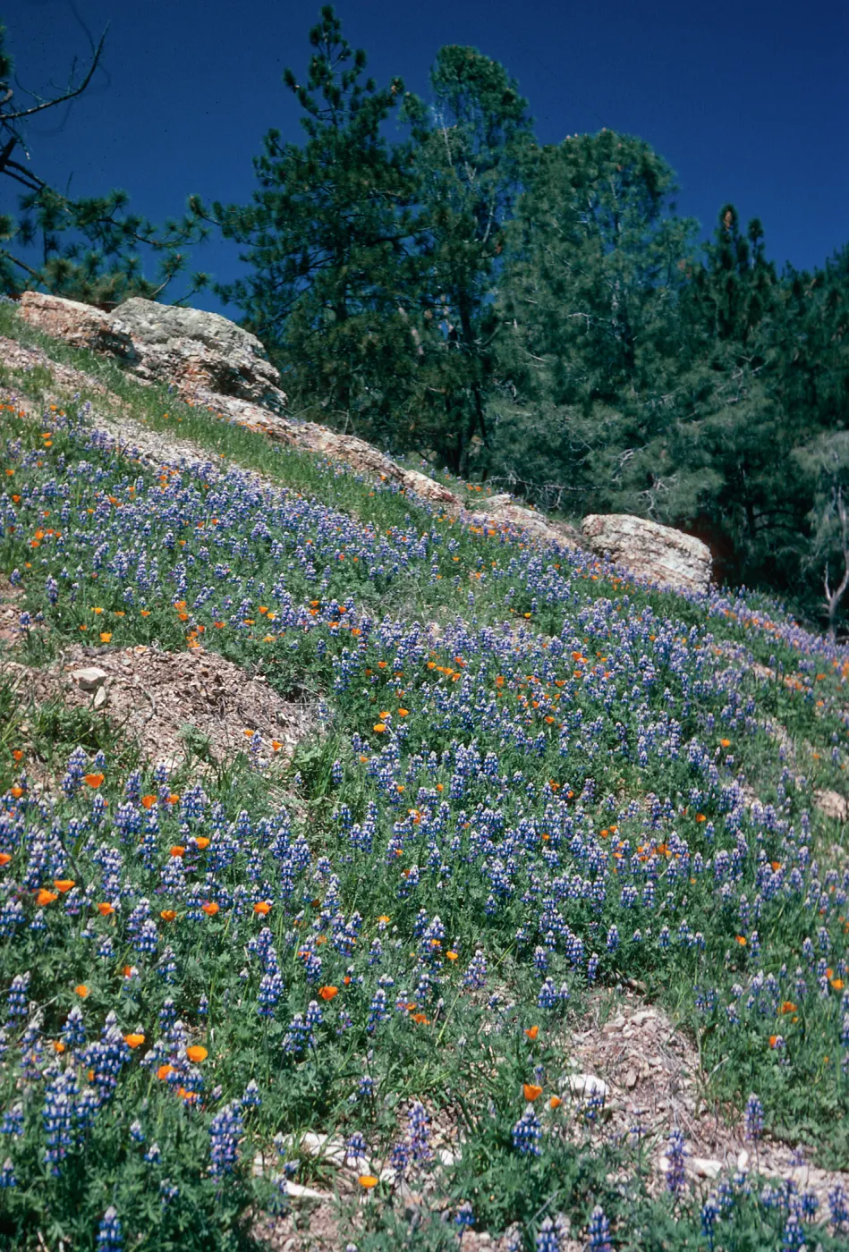 slope above Figueroa Mountain Road at Catway Road, Santa Barbara County