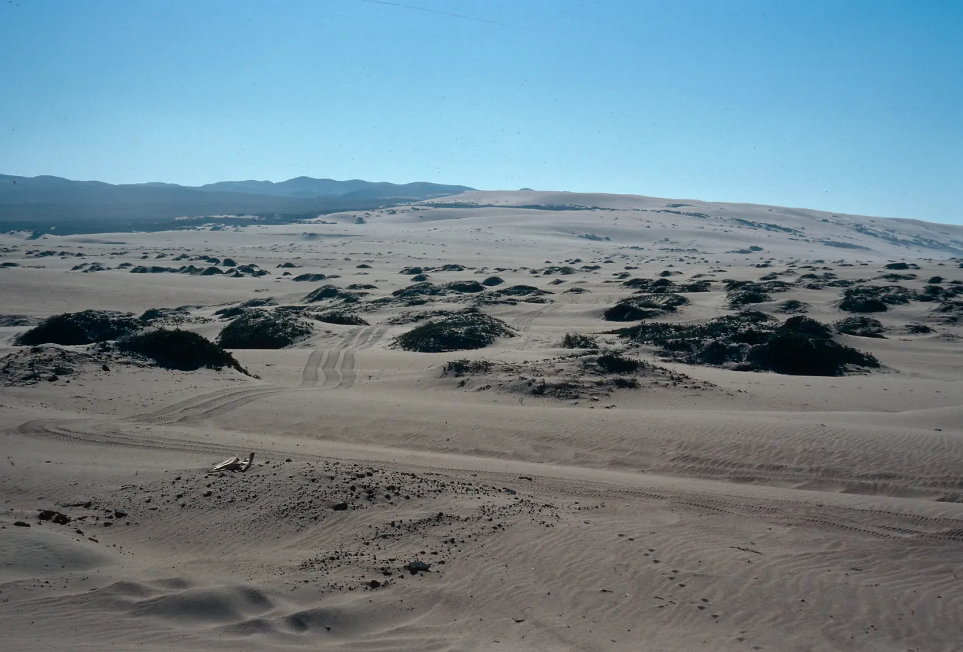 ORV damage, Guadalupe Dunes, South of mouth of Santa Maria River, Santa Barbara County