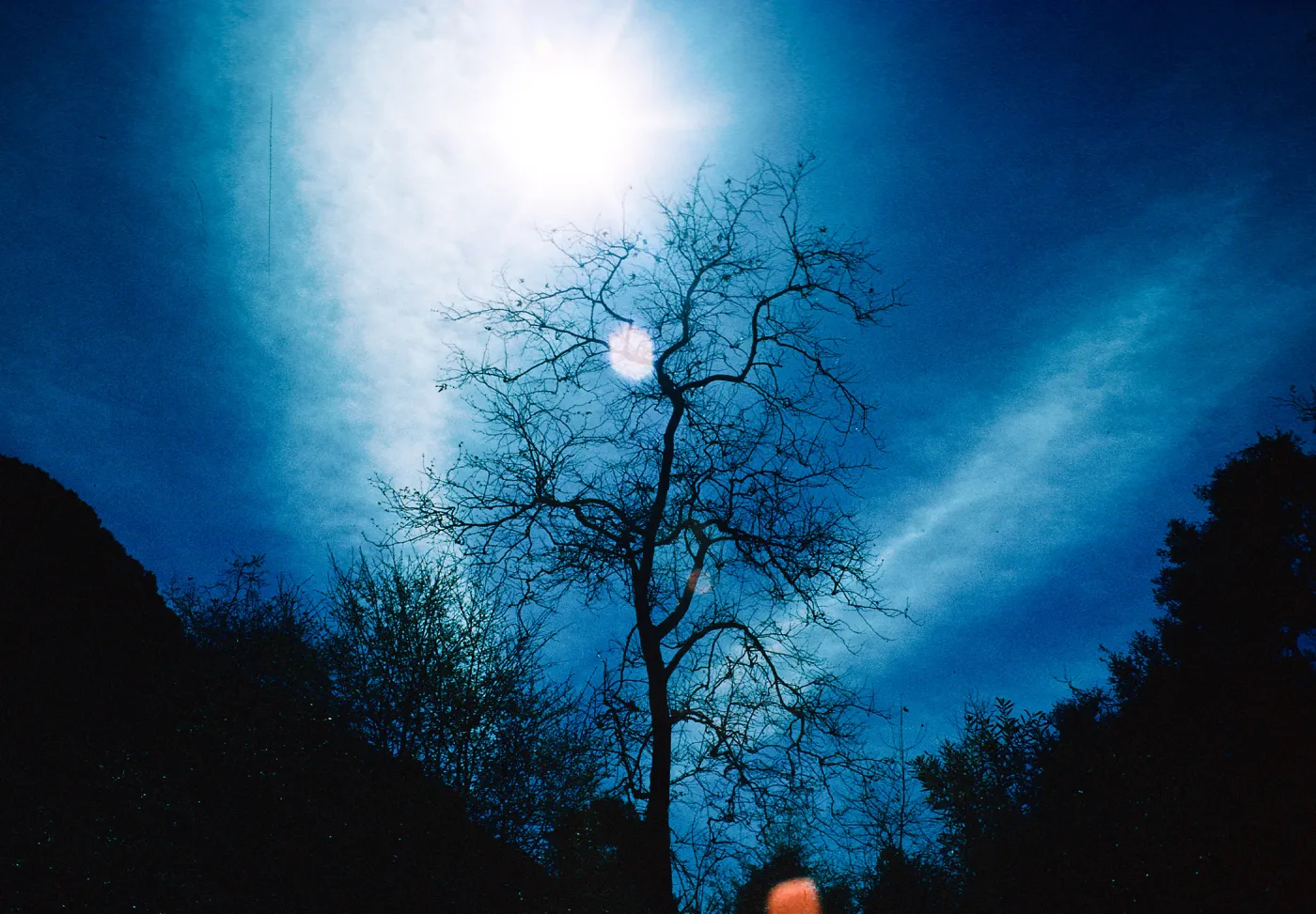 Sun--Sycamore, Cold Spring Canyon, Santa Barbara County