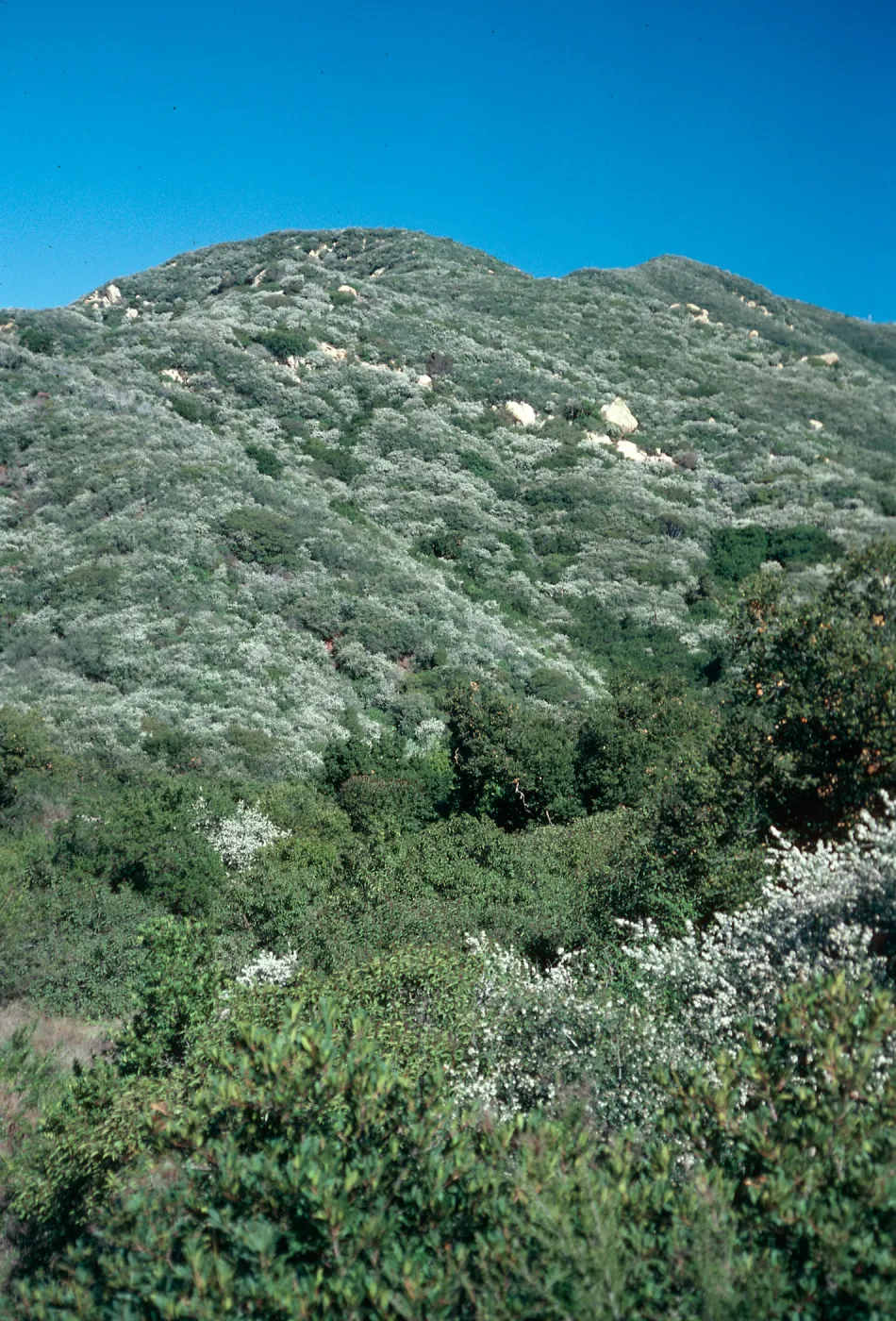 Ceanothus megacarpus, in flower on hillsides, Rattlesnake Canyon, Santa Barbara County