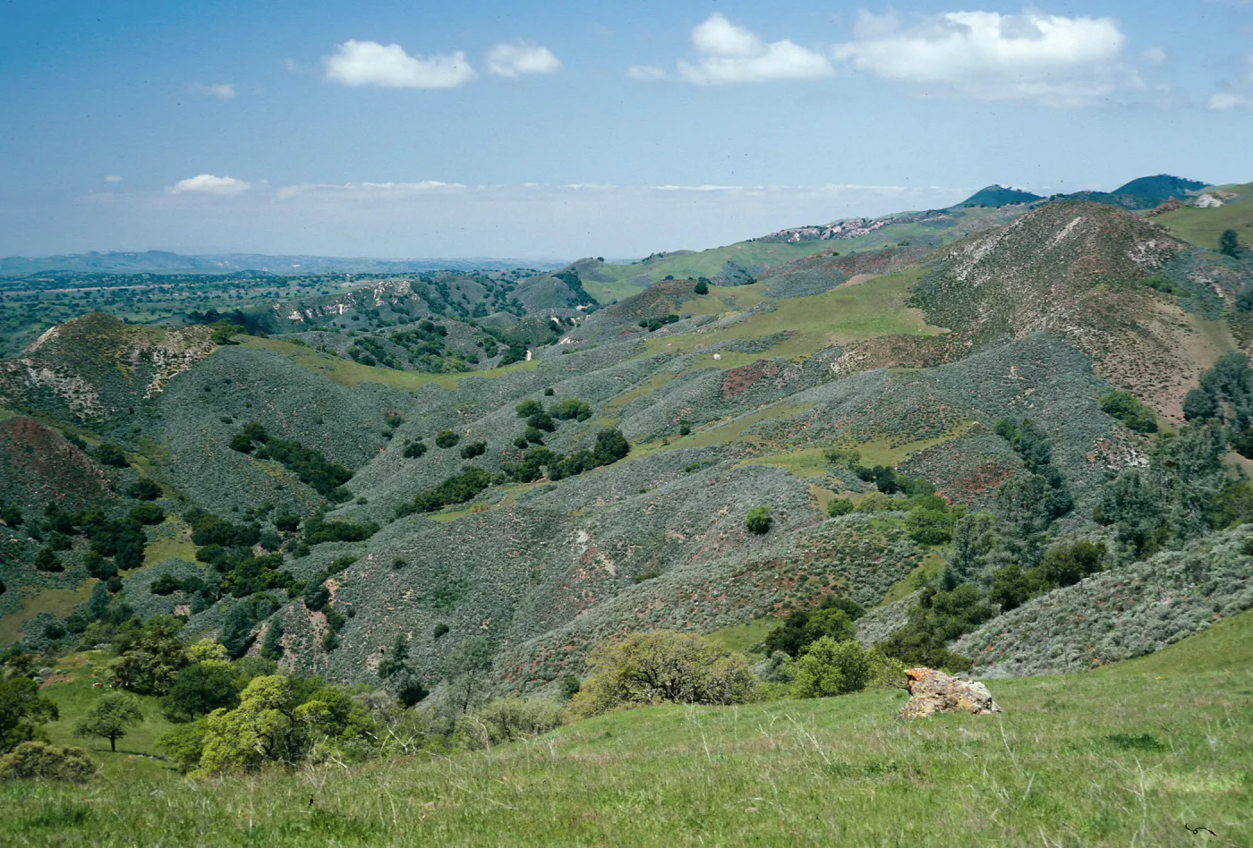Coastal Sage, Grassland, Figueroa Mountain Road, Santa Barbara County