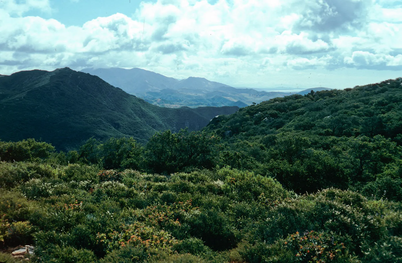 Chaparral, San Augustine Canyon, Hollister Ranch, Santa Barbara County