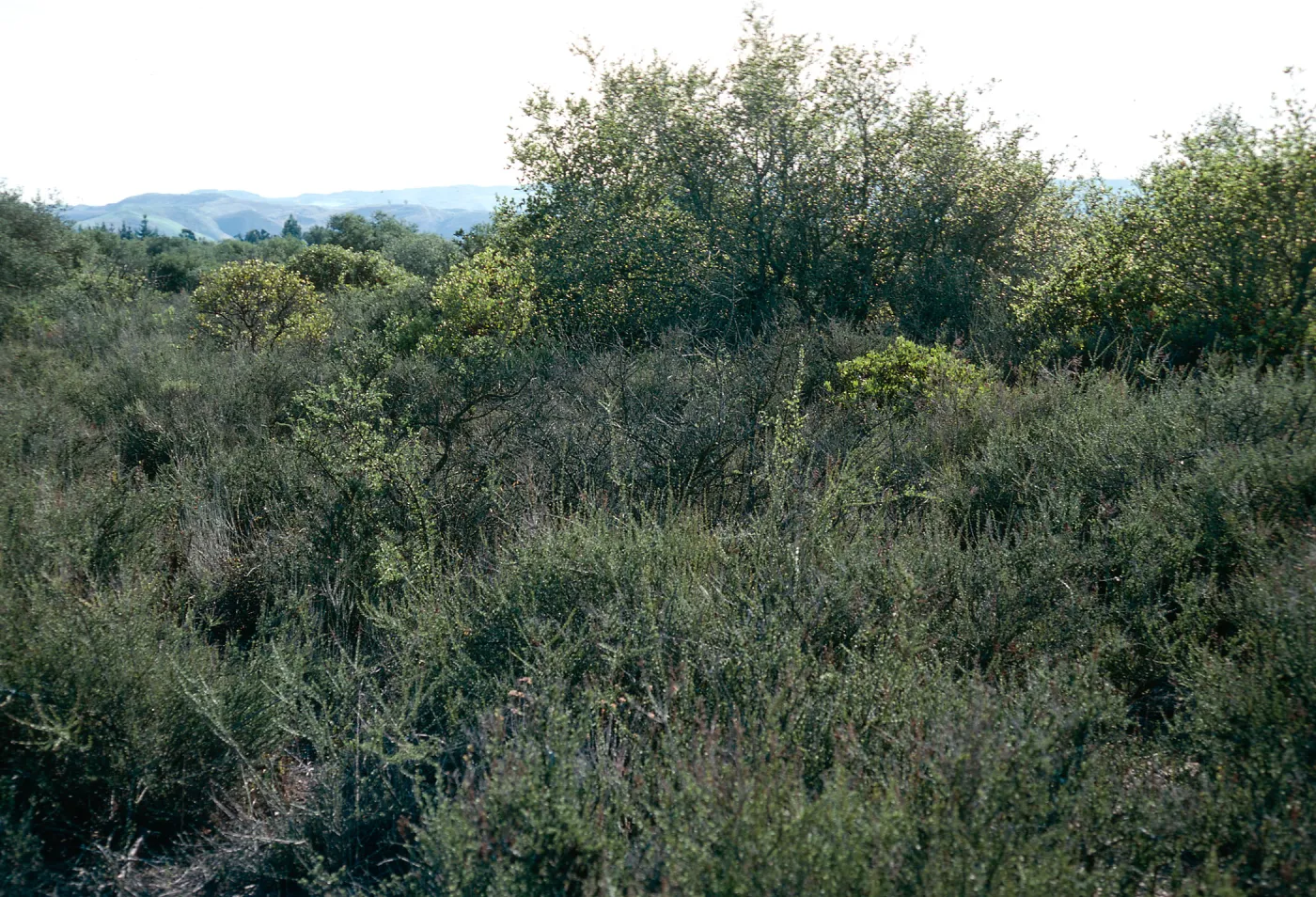 Chaparral, Burton Mesa, just West of Rucker Road, Santa Barbara County