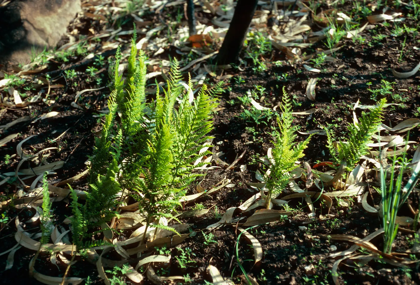 Dryopteris arguta, burn along road to Toro Canyon Park, Santa Barbara County
