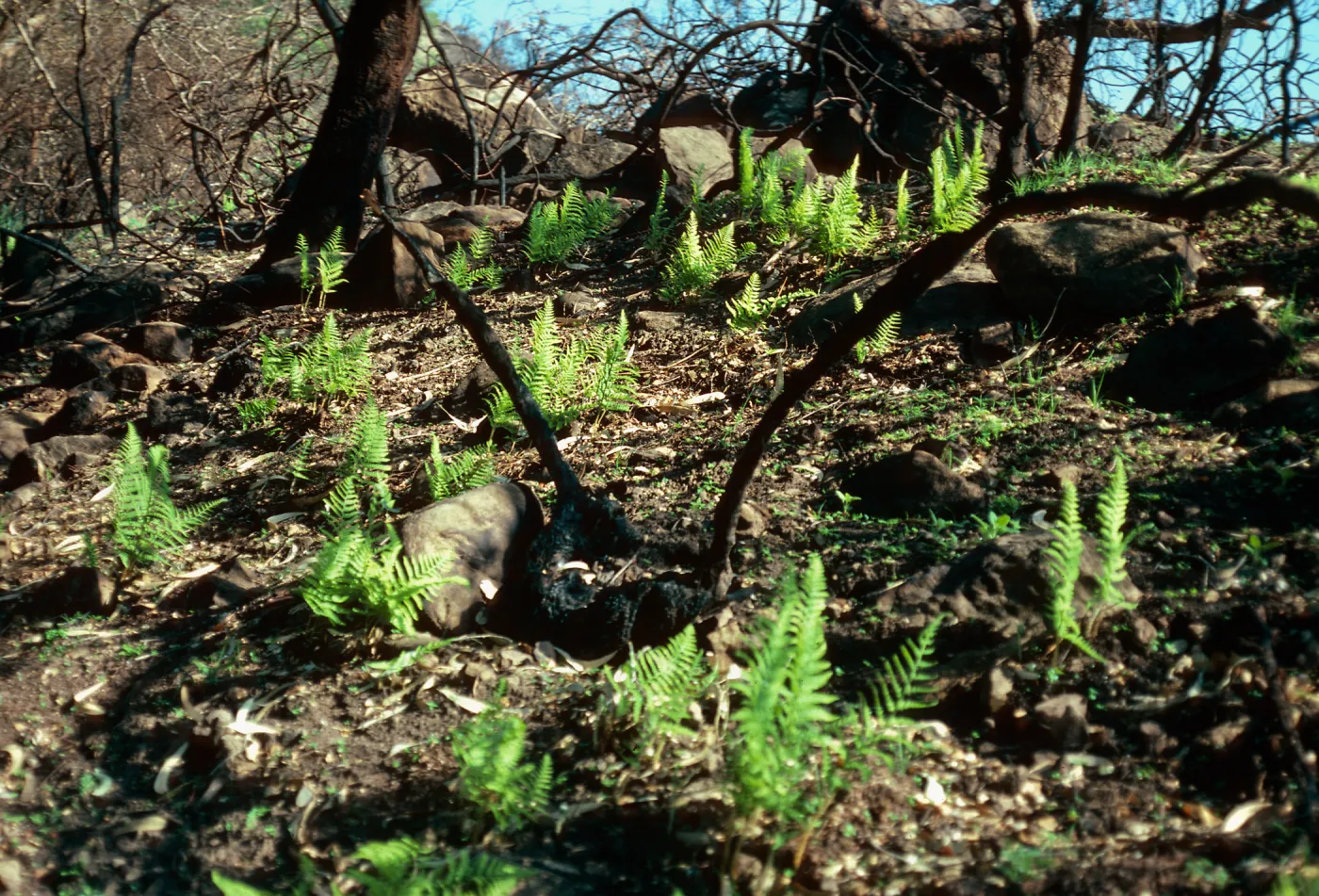 Dryopteris arguta, burn along road to Toro Canyon Park, Santa Barbara County