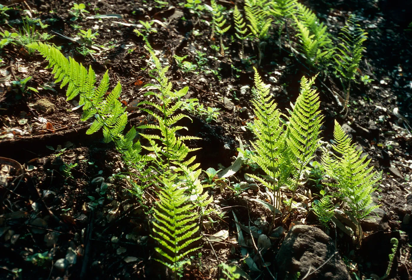 Dryopteris arguta, burn along road to Toro Canyon Park, Santa Barbara County