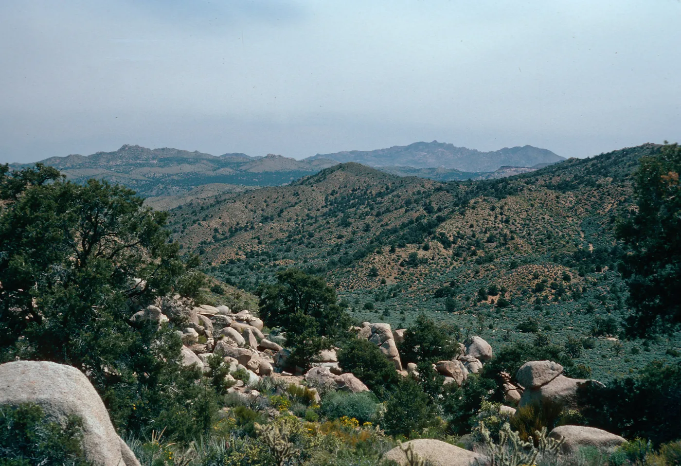 looking North, Mid Hills, West of campground. Mojave National Preserve, San Bernardino County