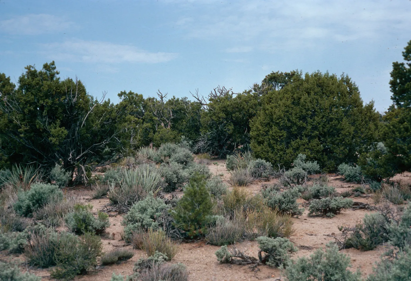 Mid Hills, West of Campground, Mojave National Preserve, San Bernardino County
