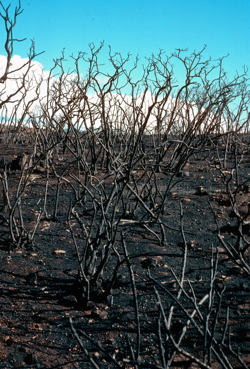 Lake Cachuma burn, at road to Bradbury Dam overview, Santa Barbara County
