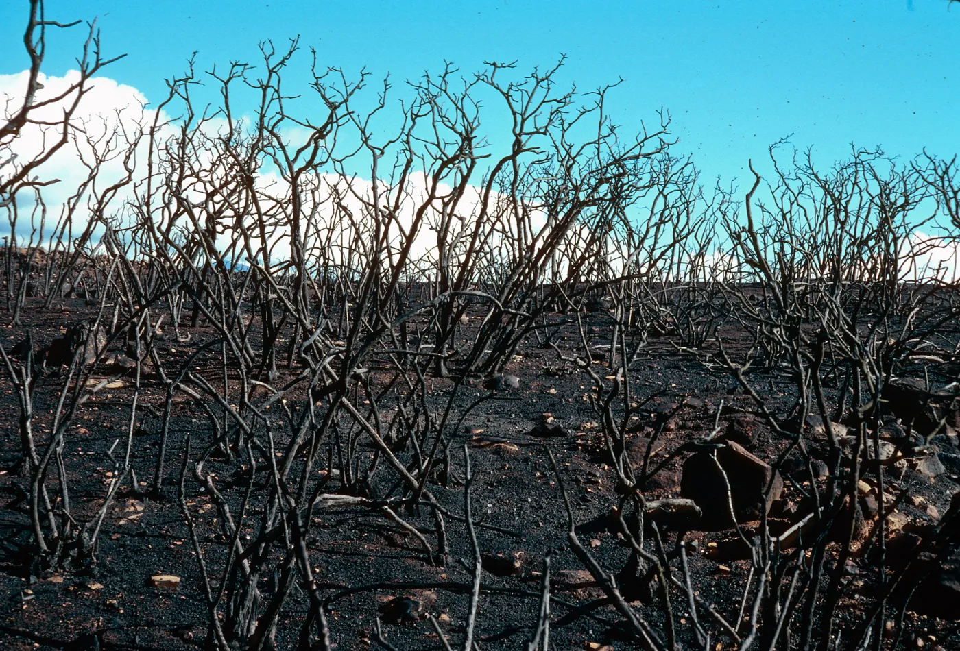 Lake Cachuma burn, at road to Bradbury Dam from overview, Santa Barbara County