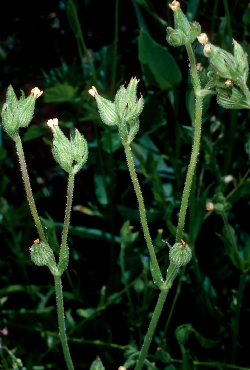 Silene, burn above Foster Glen-Highway 154, Santa Barbara County